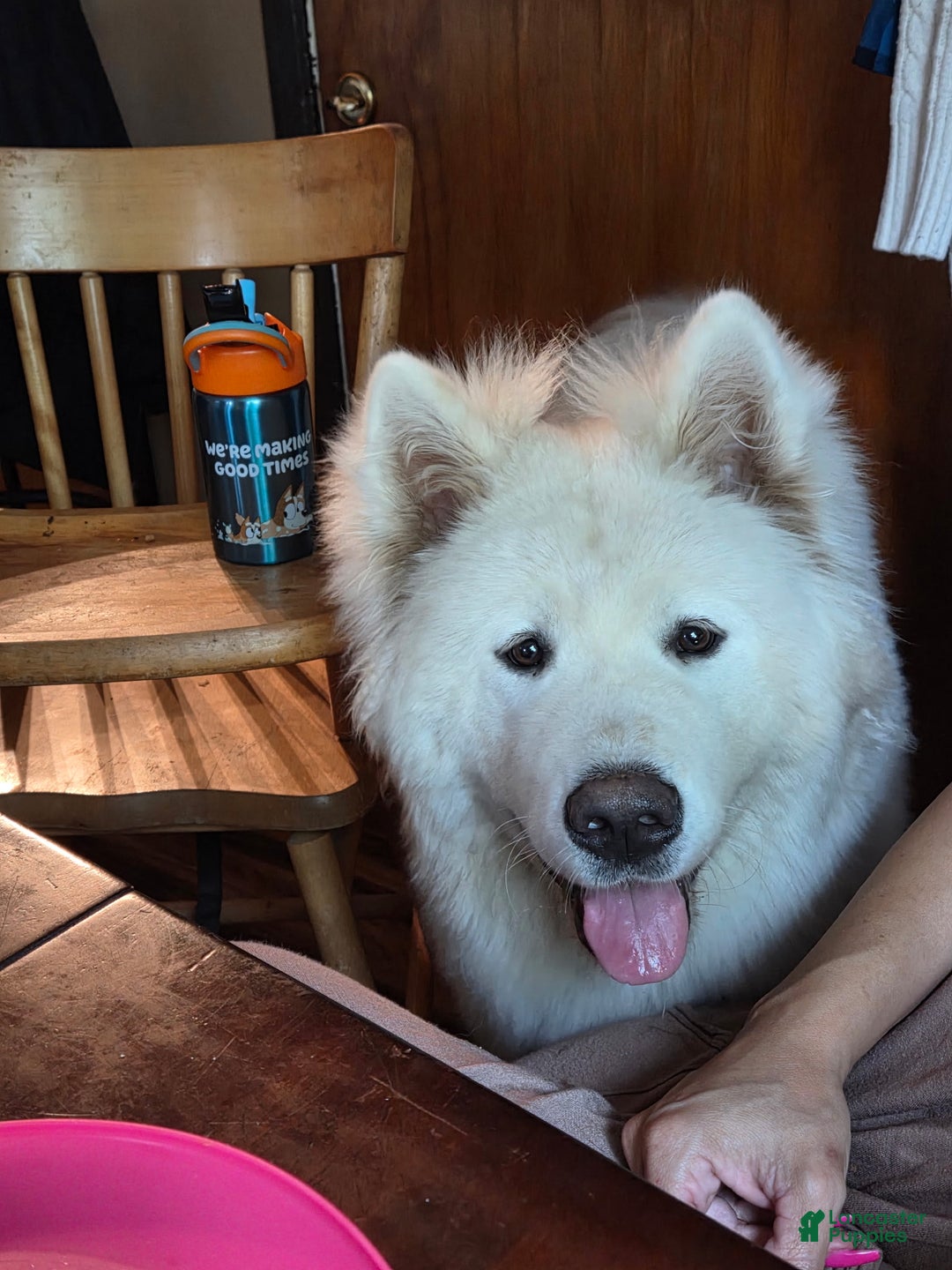 Akita dogs for sale: Akita Puppy 3 - Ad 3