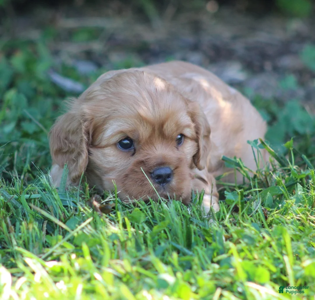 Cavalier King Charles Spaniel dogs for sale: Vance - Ad 2