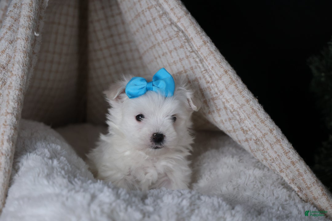 Maltese dogs for sale: ANDREW - Ad 12