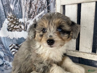 Aussiedoodle dogs Kora - Ad 1