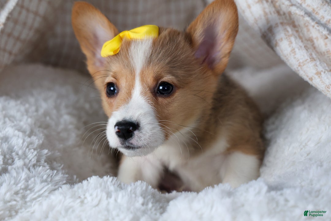 Welsh Corgi Pembroke dogs for sale: Monty - Ad 22