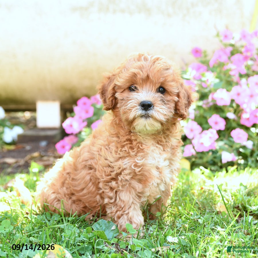 Mixed Breed dogs Mimi - Ad 1