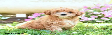 Mimi