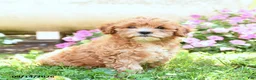 Mixed Breed dogs for sale: Mimi - Ad 1