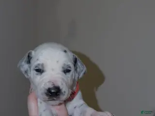 Dalmatian dogs Prince Harry - Ad 22