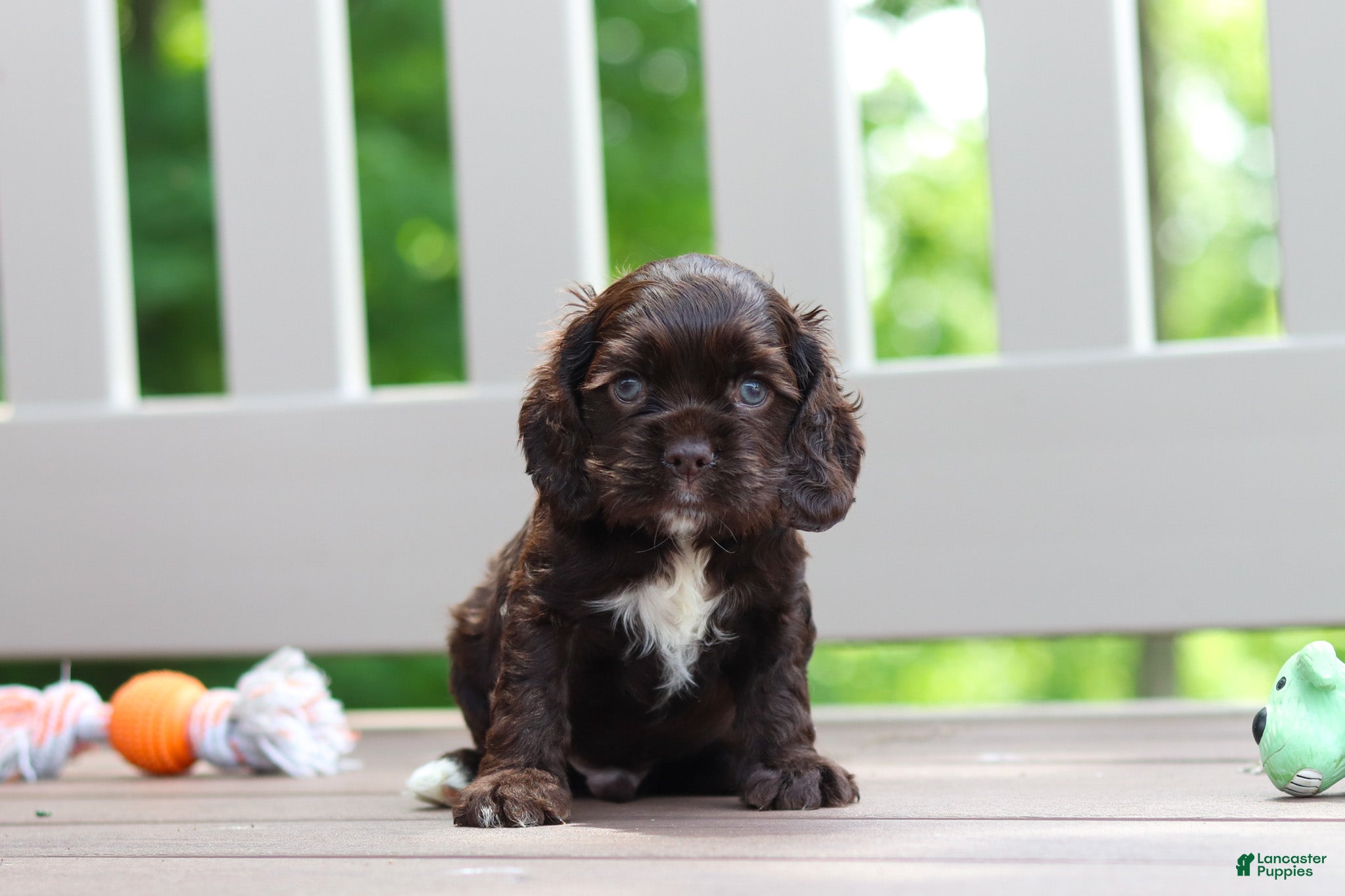 Cocker Spaniel dogs for sale: Ollie - Ad 3