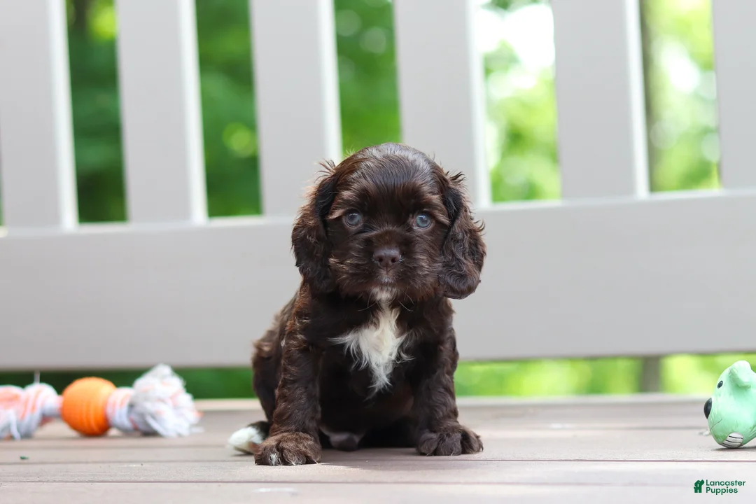 Cocker Spaniel dogs for sale: Ollie - Ad 1