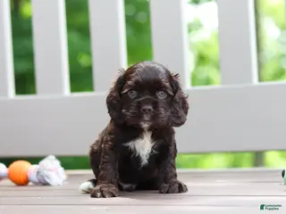 Cocker Spaniel dogs for sale: Ollie - Ad 3