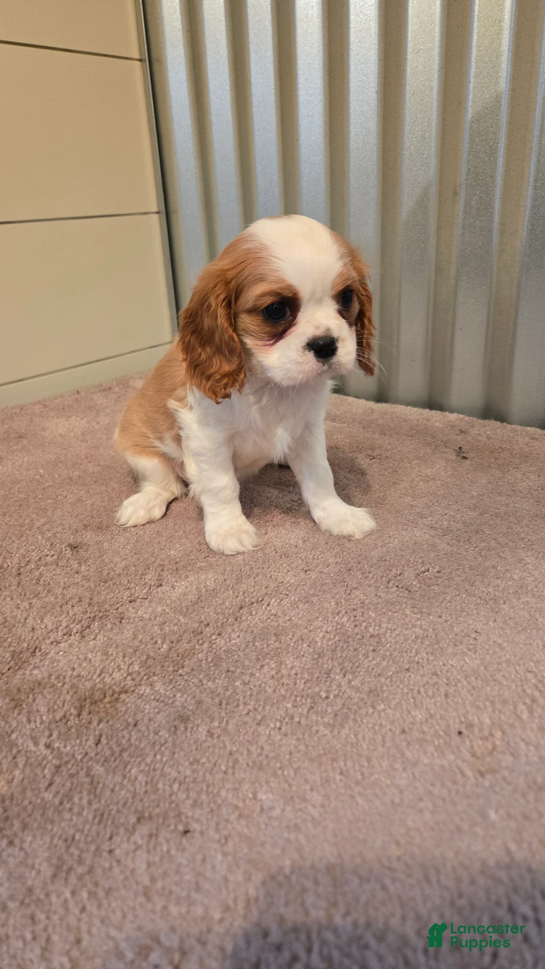 Cavalier King Charles Spaniel dogs for sale: Demi - Ad 2