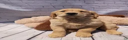 Golden Retriever dogs for sale: Lola - Ad 4