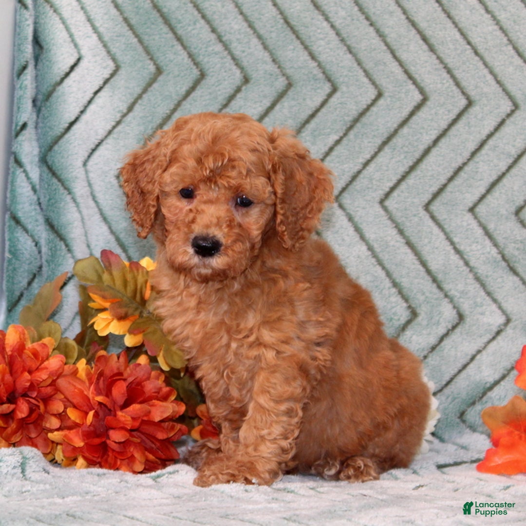 Mini Goldendoodle dogs for sale: Radishes - Ad 1