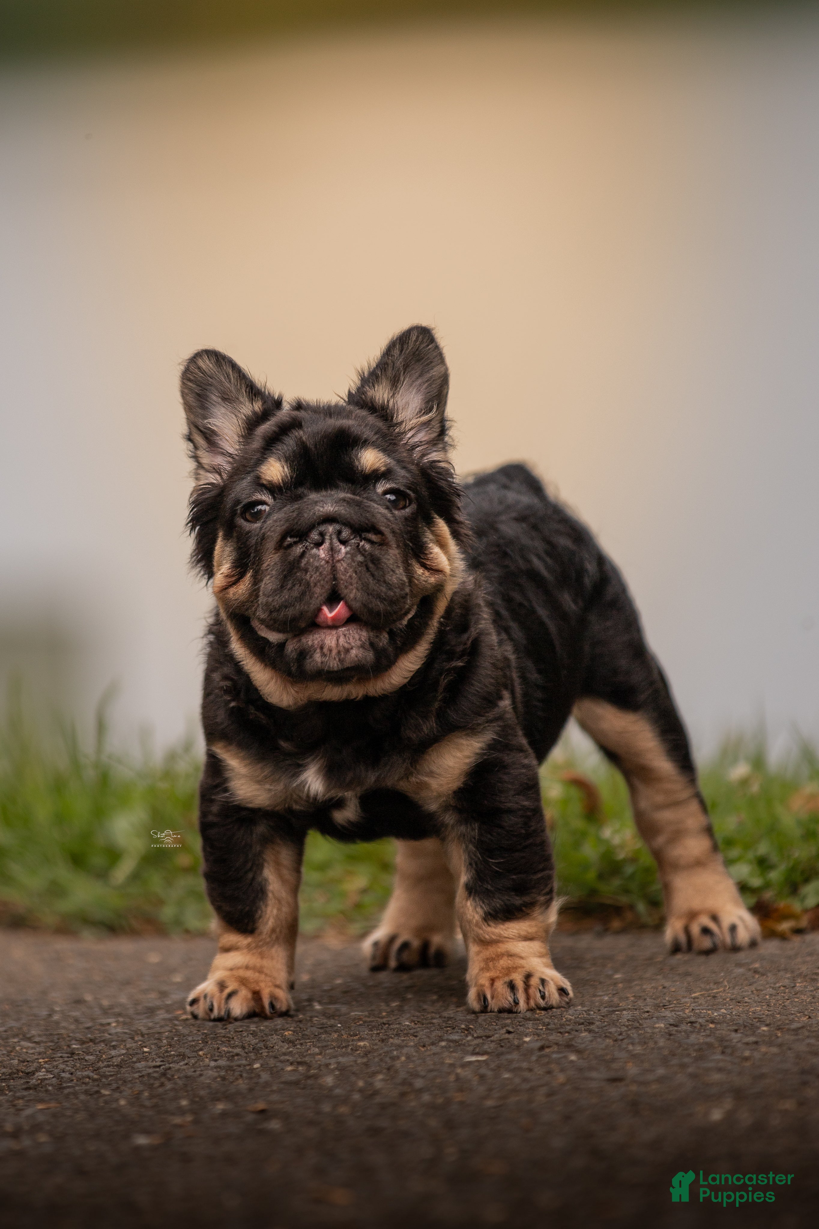 French Bulldog dogs T-Bone - Ad 2