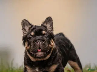 French Bulldog dogs T-Bone - Ad 15
