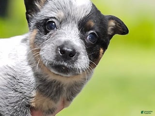 Australian Cattle Dog dogs Indigo - Ad 1