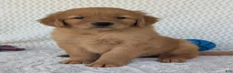Golden Retriever dogs for sale: Charlie  - Ad 7