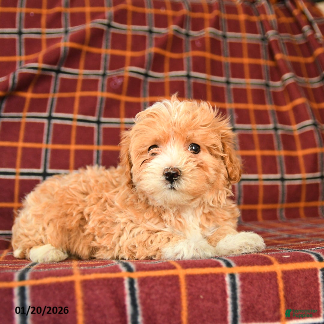 Maltipoo dogs for sale: Charles - Ad 2