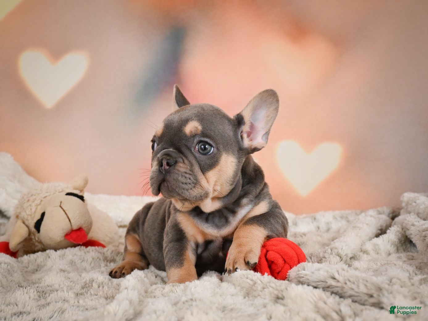 French Bulldog dogs Annie - Ad 2