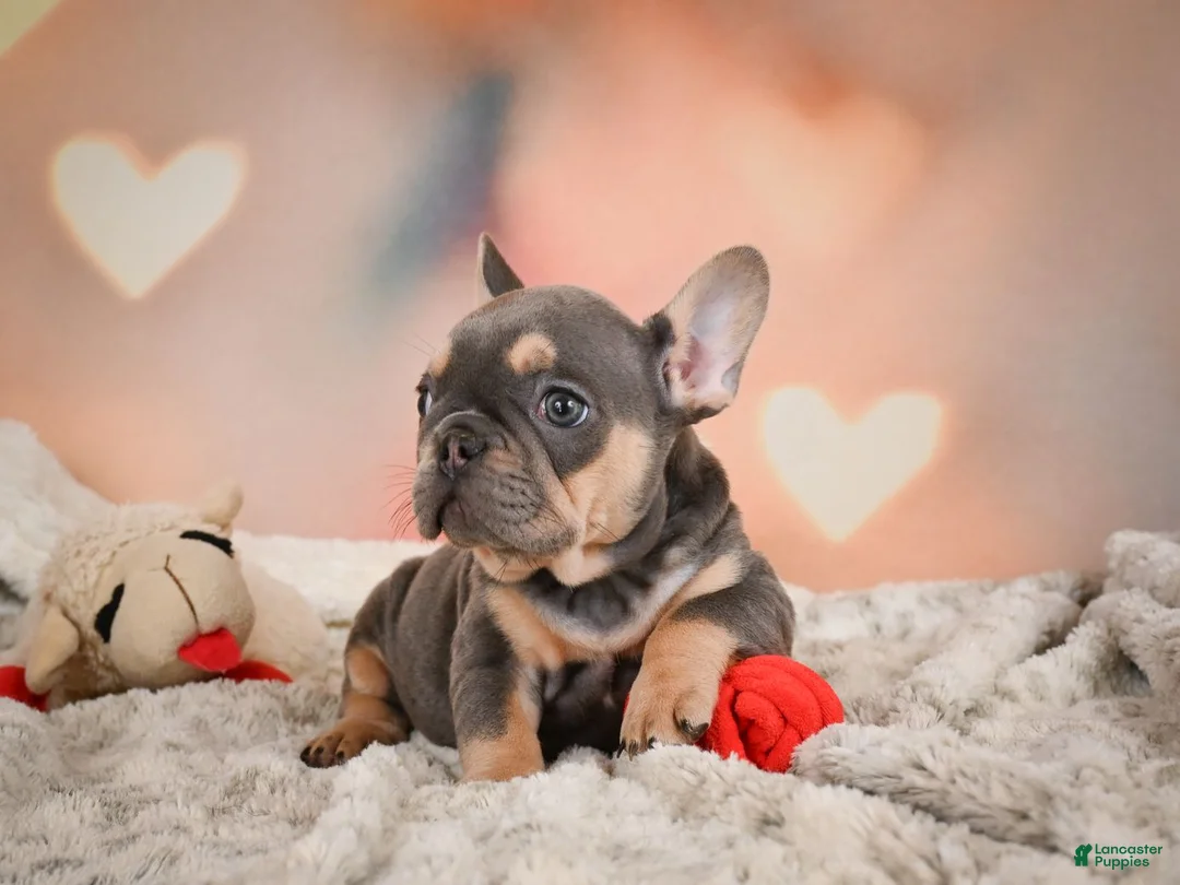 French Bulldog dogs for sale: Annie - Ad 2