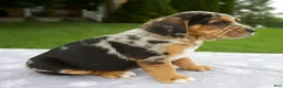 Beabull dogs for sale: Daisy - Ad 3