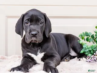 Great Dane dogs for sale: Lilac - Ad 2