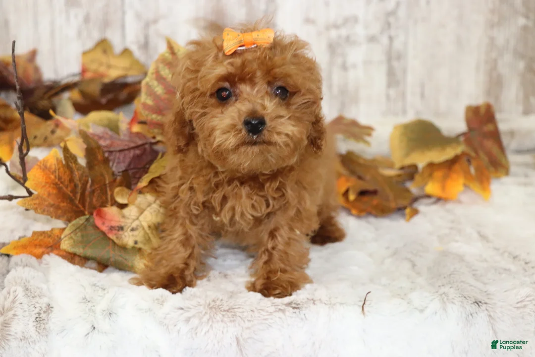 Miniature Poodle dogs for sale: Quartz  - Ad 1