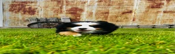 Bernese Mountain Dog dogs for sale: Remington - Ad 11