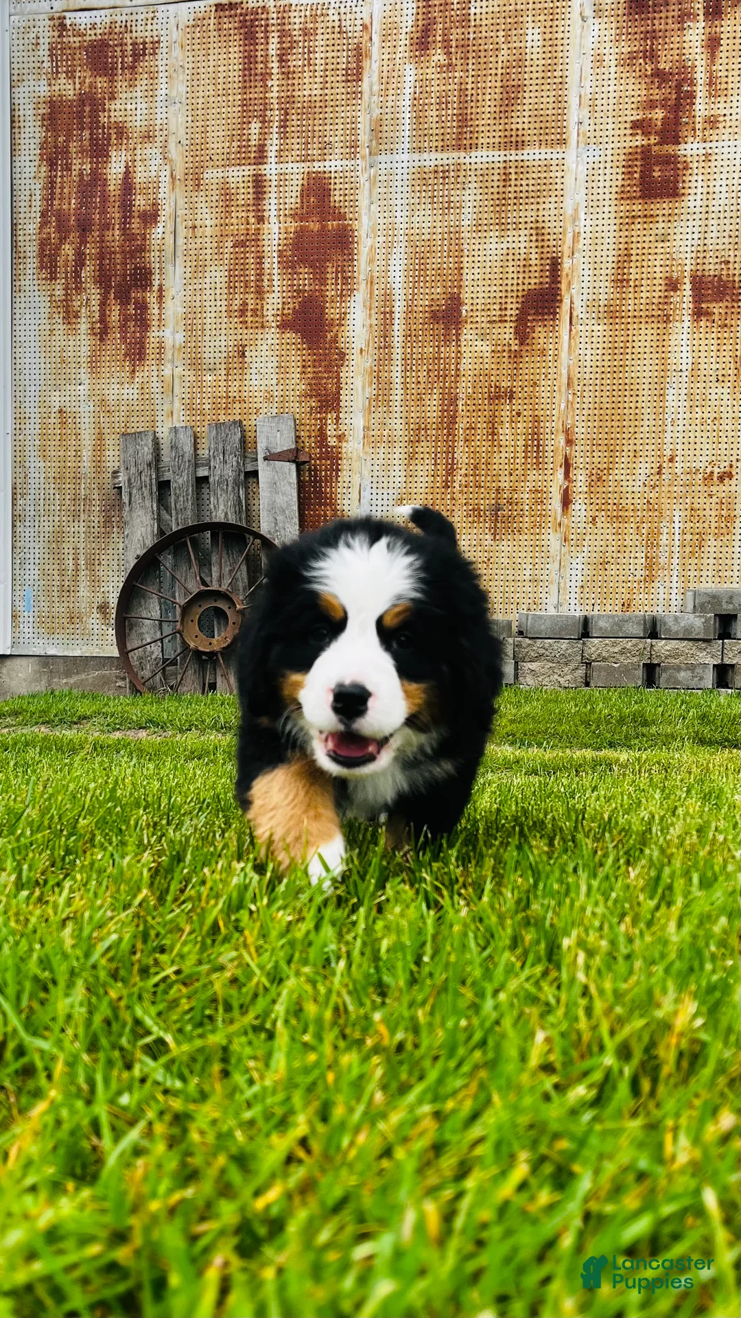 Bernese Mountain Dog dogs for sale: Remington - Ad 11