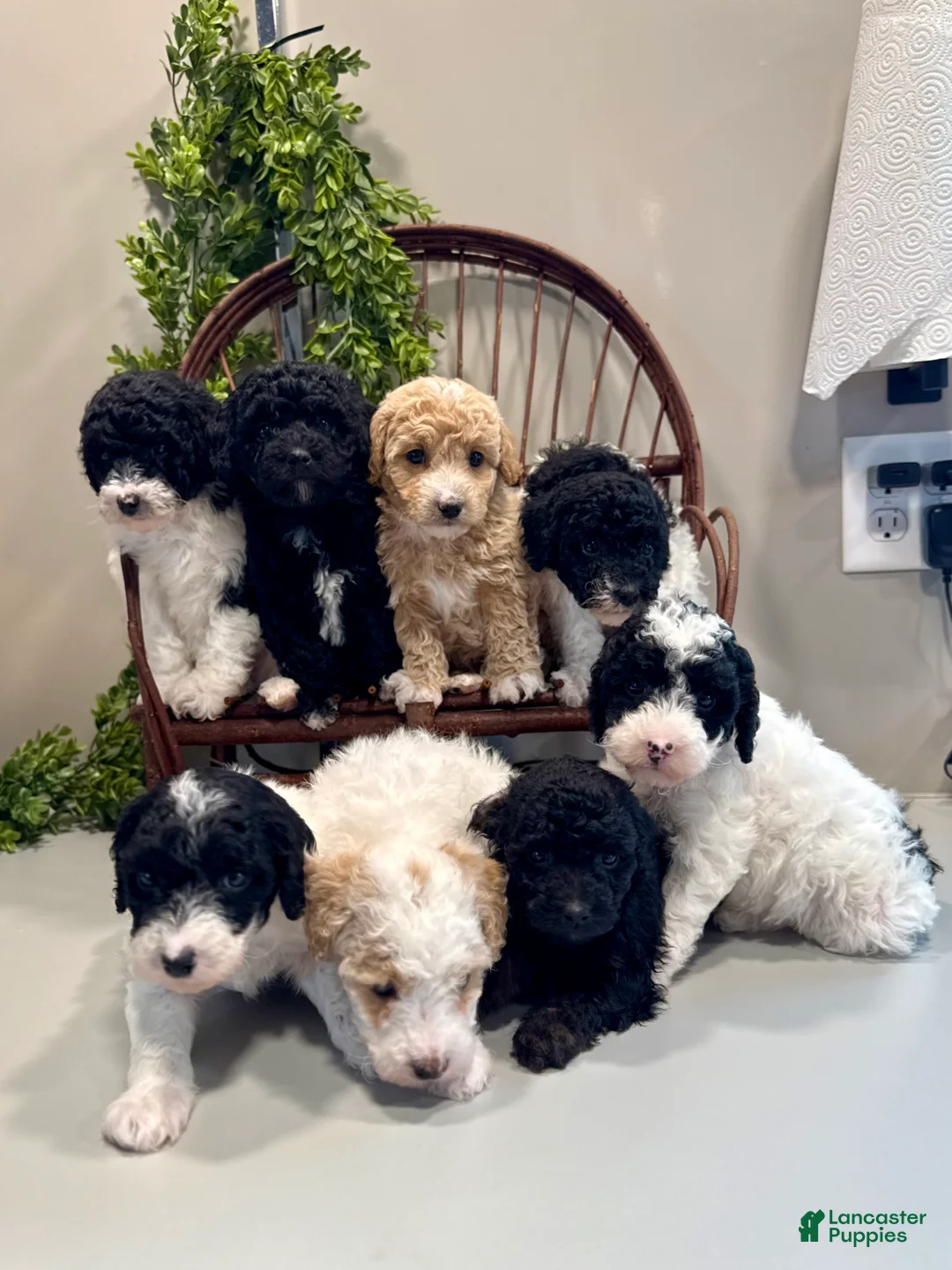 Mini Goldendoodle dogs for sale: Oscar - Ad 8
