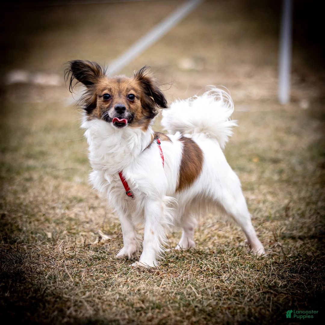 Papillon dogs for sale: Rebel - Ad 5