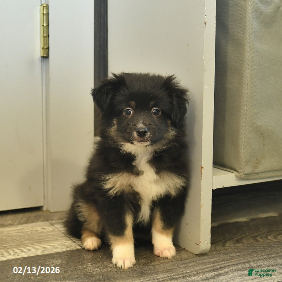 Miniature Australian Shepherd dogs Charlotte - Ad 2