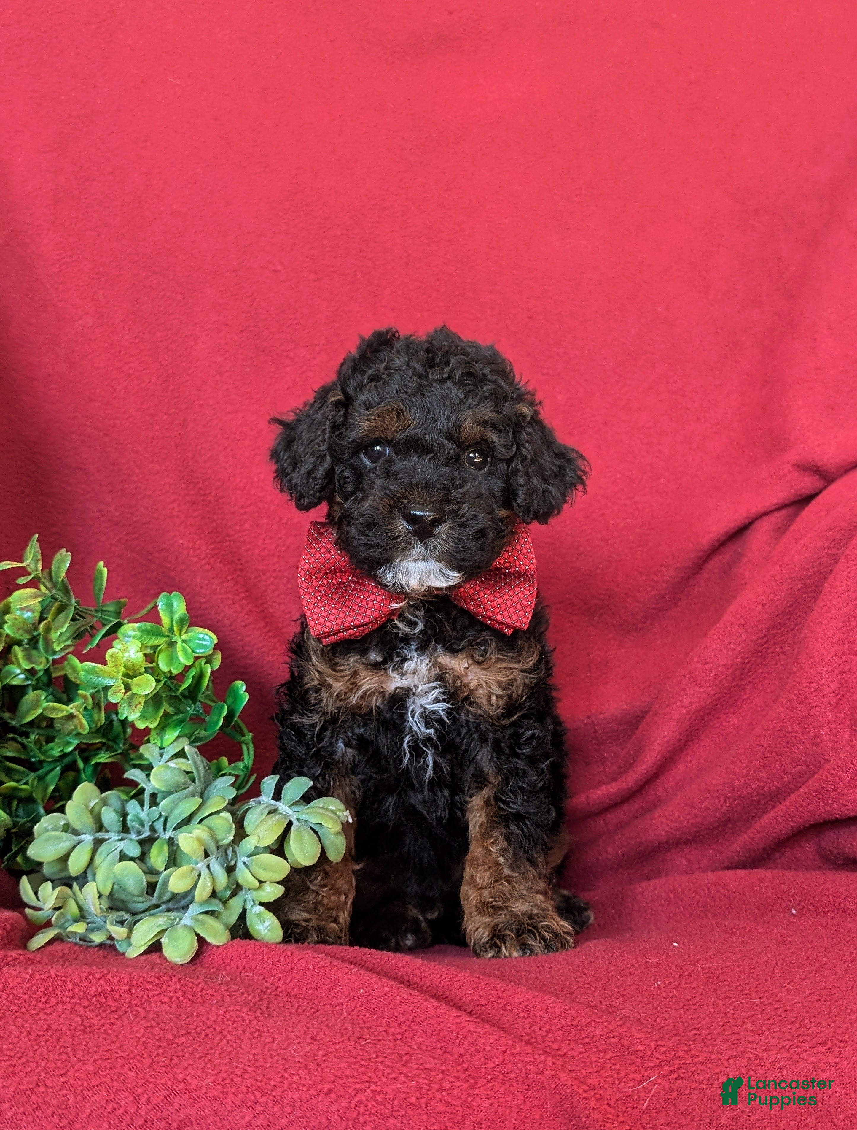 Cockapoo dogs Forrester Hypoallergenic - Ad 1