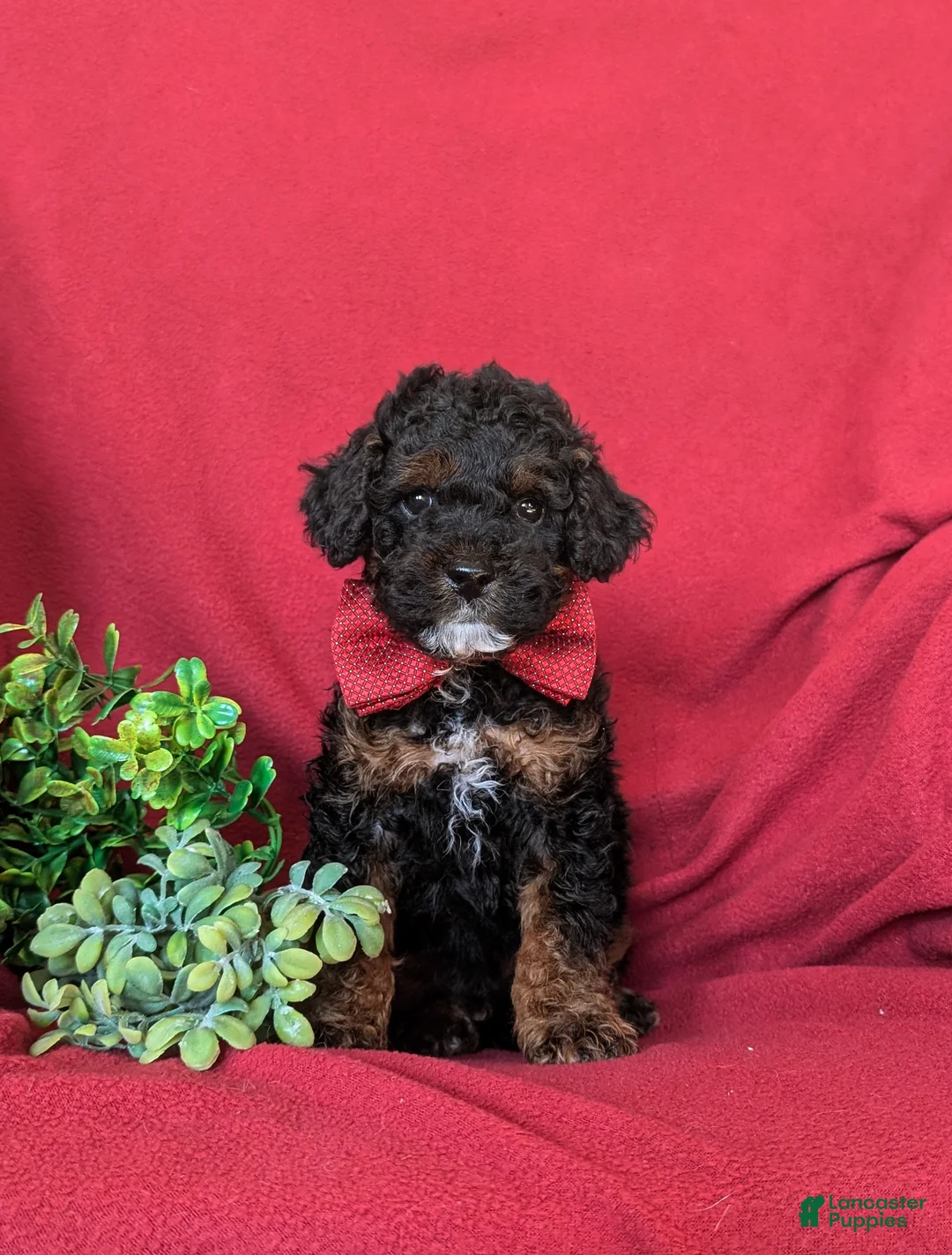 Cockapoo dogs for sale: Forrester Hypoallergenic - Ad 1