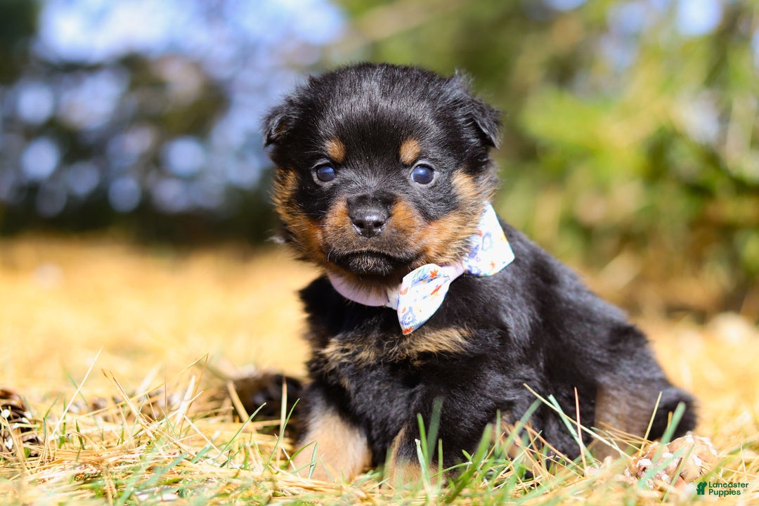 Rottweiler dogs for sale: Raven - Ad 4