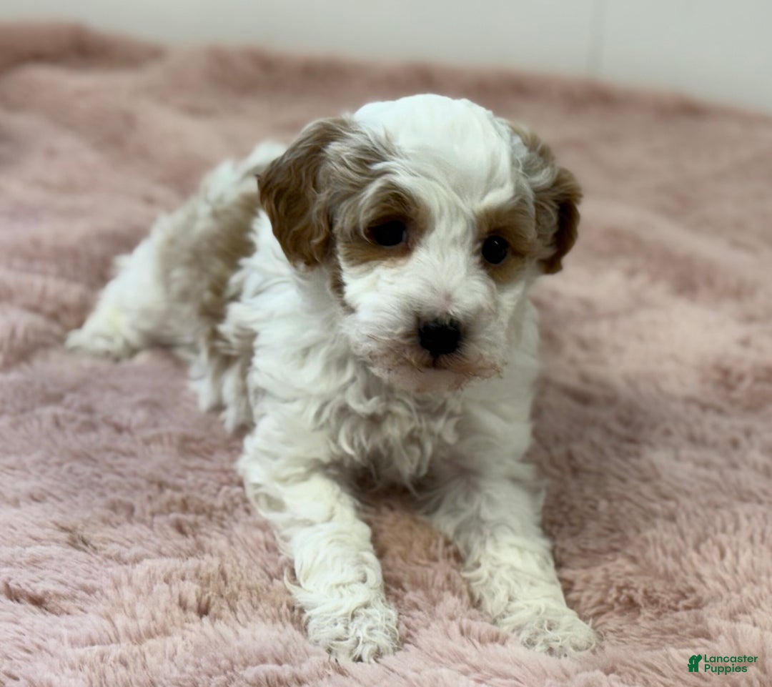 Mini Goldendoodle dogs for sale: Piper - Ad 5