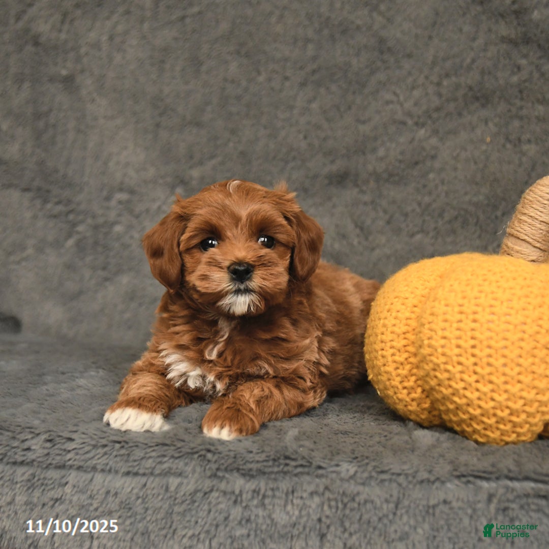 Maltipoo dogs for sale: Edgar - Ad 2