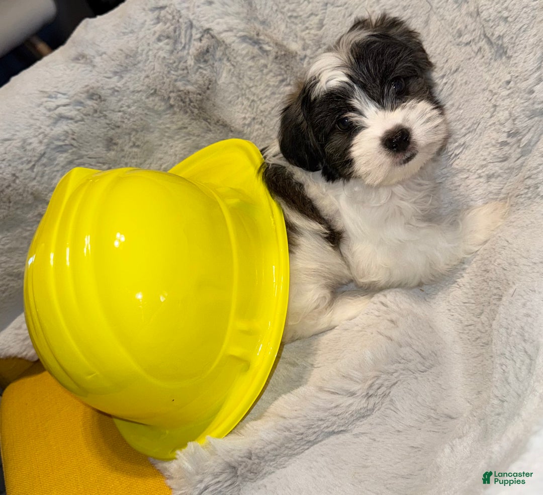 Mixed Breed dogs for sale: Lhatese Breed “Tubby” - Ad 2