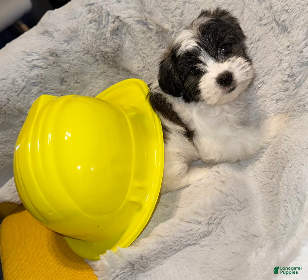 Mixed Breed dogs for sale: Lhatese Breed “Tubby” - Ad 2