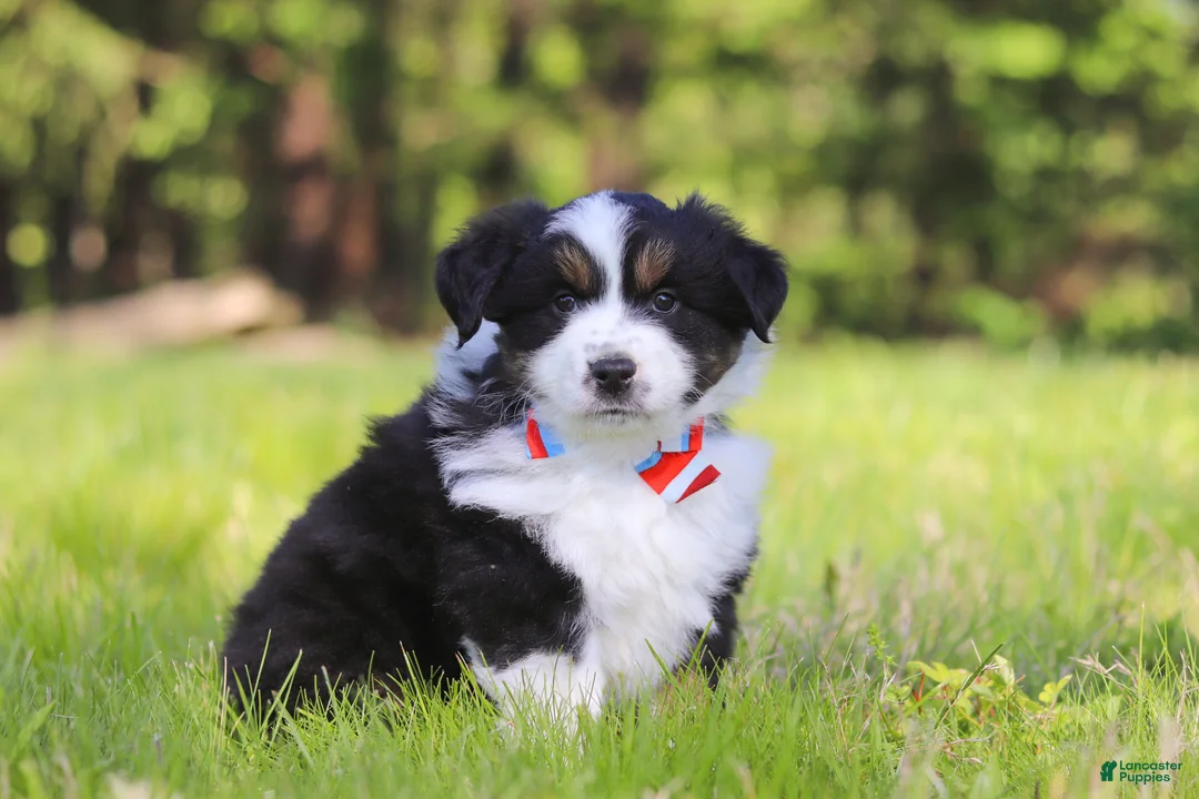Australian Shepherd dogs for sale: Ranger - Ad 1