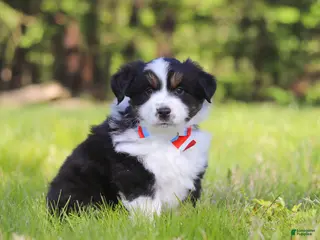 Australian Shepherd dogs for sale: Ranger - Ad 1