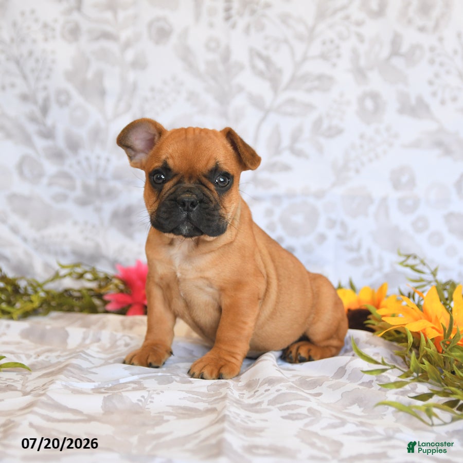 Frenchton dogs Dawston - Ad 1