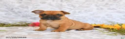 Frenchton dogs for sale: Dawston - Ad 1