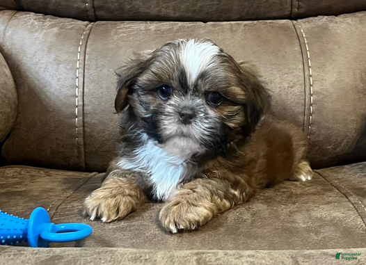 Shih Tzu dogs AKC Walker - Ad 2