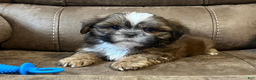 Shih Tzu dogs for sale: AKC Walker - Ad 1