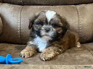 Shih Tzu dogs AKC Walker - Ad 2
