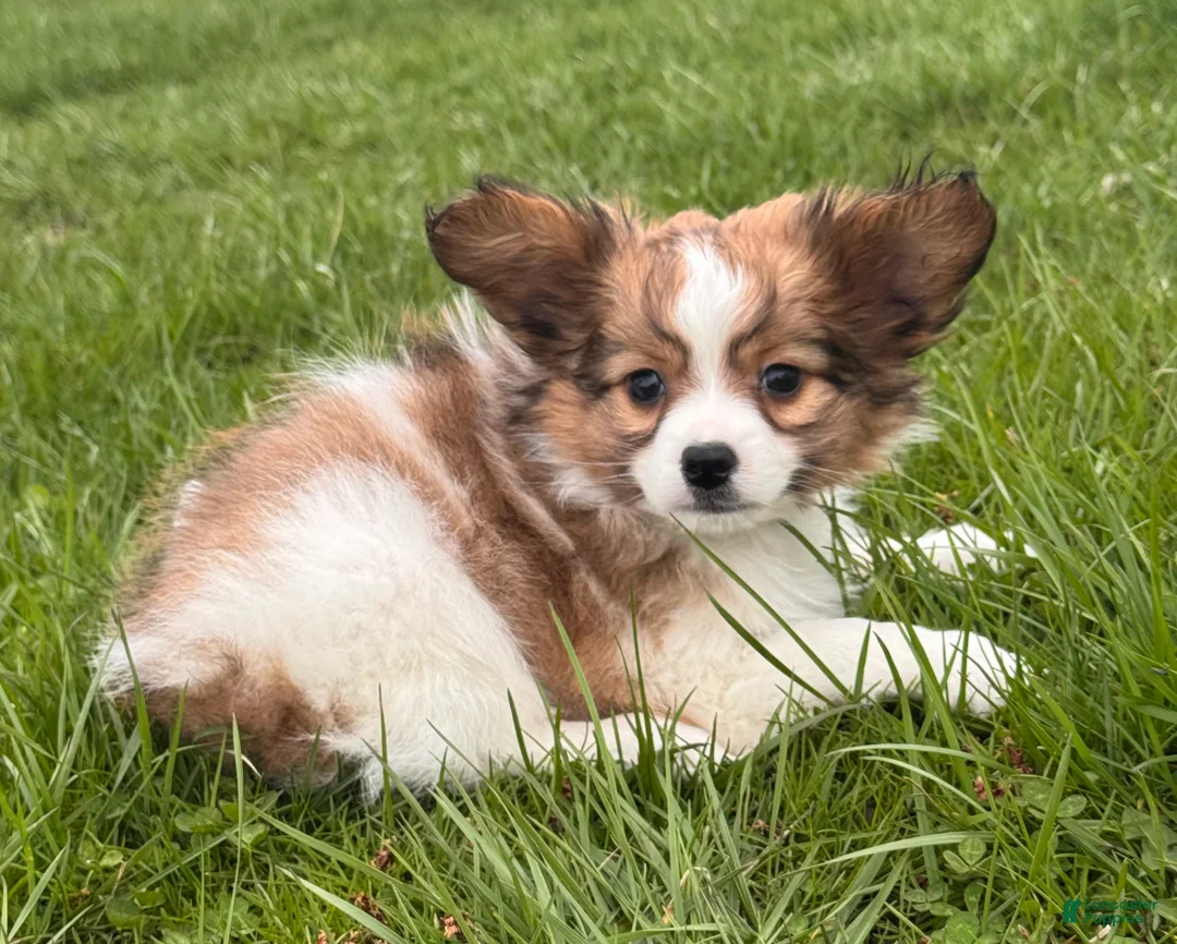 Papillon dogs for sale: Red - Ad 5
