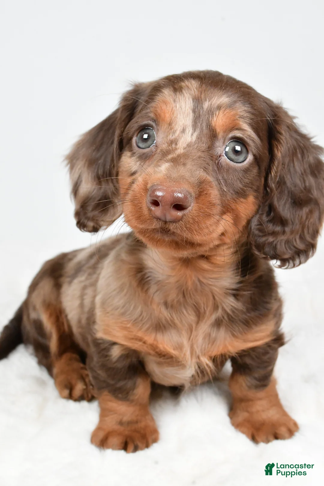 Dachshund dogs for sale: Teddy - Ad 5