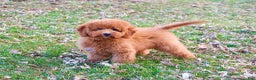 Mini Goldendoodle dogs for sale: Victoria  - Ad 5