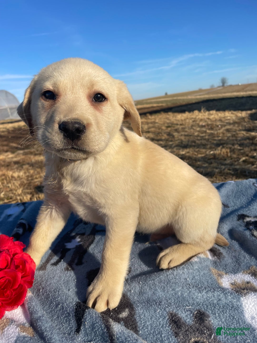 Labrador Retriever dogs for sale: Ivory - Ad 1