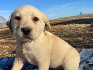 Labrador Retriever dogs Ivory - Ad 41