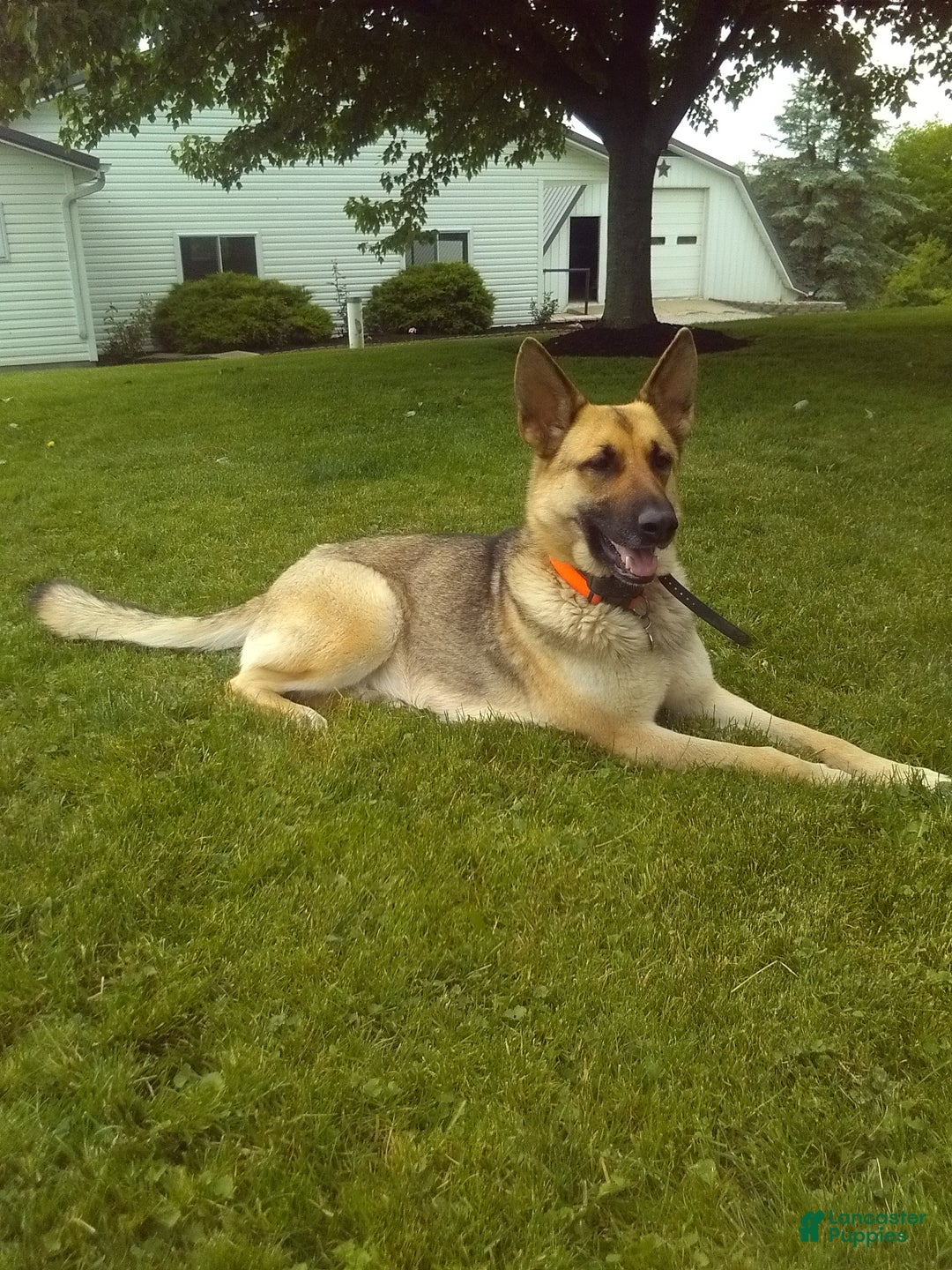 Light Liver German Shepherd Shadow For Sale In Fredericksburg